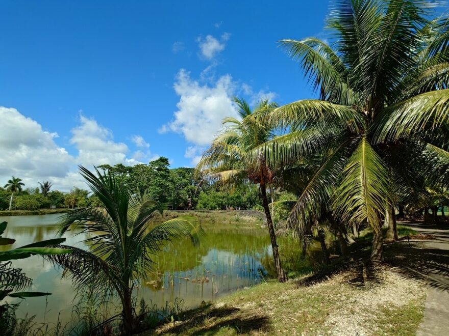 Kokospalmen mit sattgrünen, gefiederten Blättern säumen das Ufer eines ruhigen Sees mit grünlich schimmerndem Wasser, im Hintergrund dichter tropischer Dschungel und ein strahlend blauer Himmel mit weissen Wolken