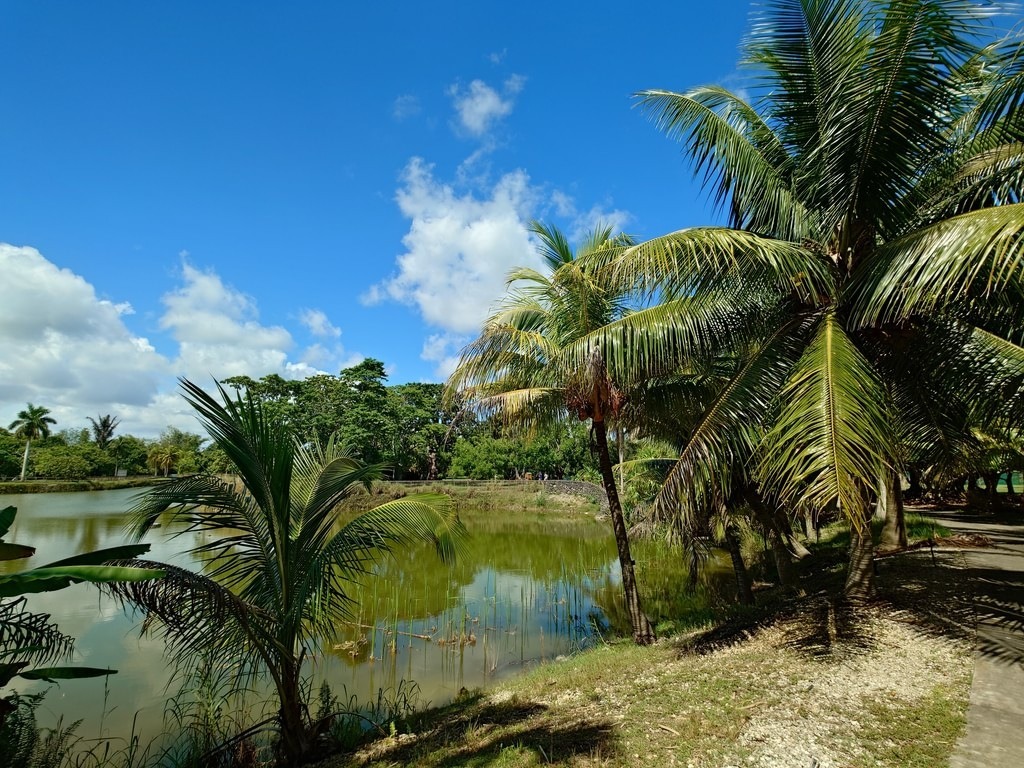 Kokospalmen mit sattgrünen, gefiederten Blättern säumen das Ufer eines ruhigen Sees mit grünlich schimmerndem Wasser, im Hintergrund dichter tropischer Dschungel und ein strahlend blauer Himmel mit weissen Wolken