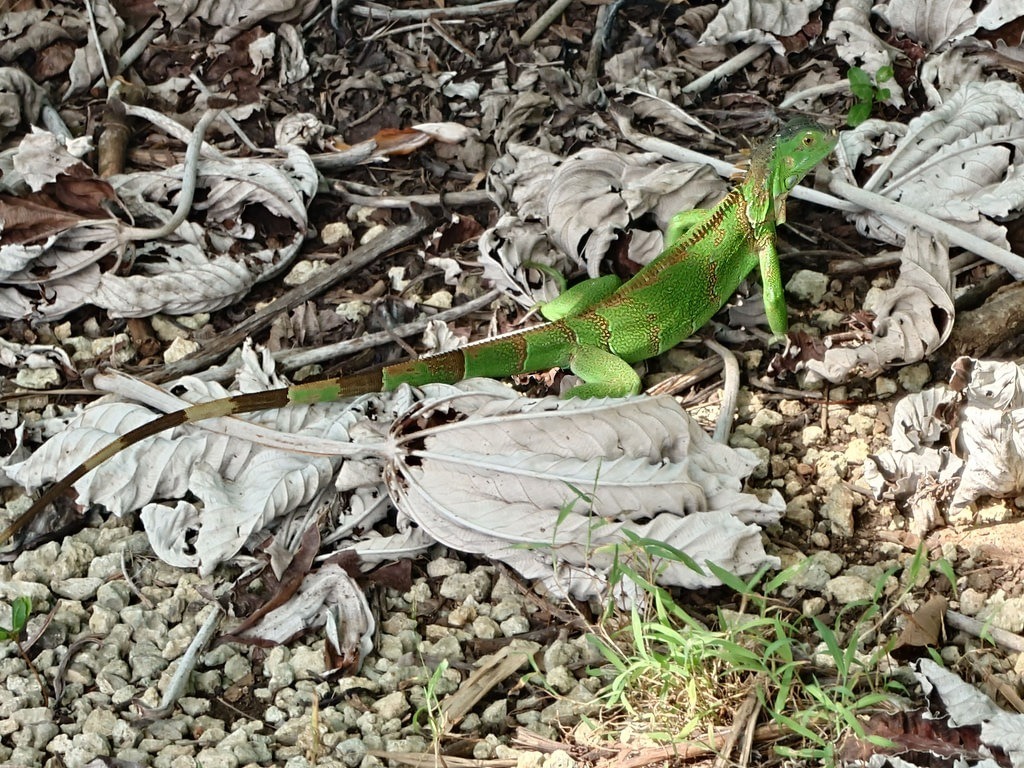 Grüner Leguan mit leuchtend grüne Schuppen und einem langen, braun-grün beringten Schwanz auf trockenem Waldboden aus Geröll, kleinen Steinen, Zweigen und hellem, welkem Laub