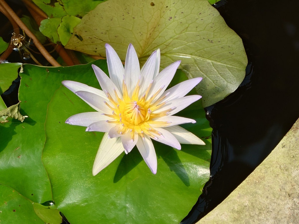 Eine farbenprächtige Seerose mit zart violett-weiß schimmernden Blütenblättern und einem leuchtend gelben Staubblattzentrum, eingebettet in glänzende, grüne Seerosenblätter in einem dunklen Gartenteich