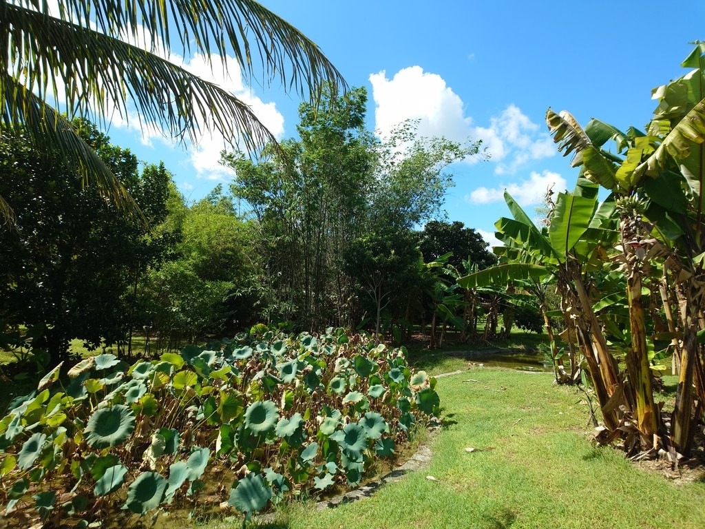 Üppige tropische Gartenlandschaft mit einem von runden Lotuspflanzen bewachsenen Teich, umgeben von sattgrünen Bananenstauden, Palmenwedeln und dichtem Bambus unter einem strahlend blauen Himmel mit weissen Wolken
