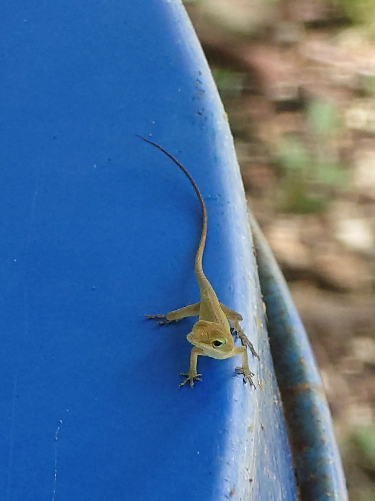 Eine braune Anolis-Eidechse mit feinem, langem Schwanz sitzt auf einer glatten, leuchtend blauen Plastikoberfläche, während im Hintergrund verschwommene Grüntöne der Natur zu sehen sind