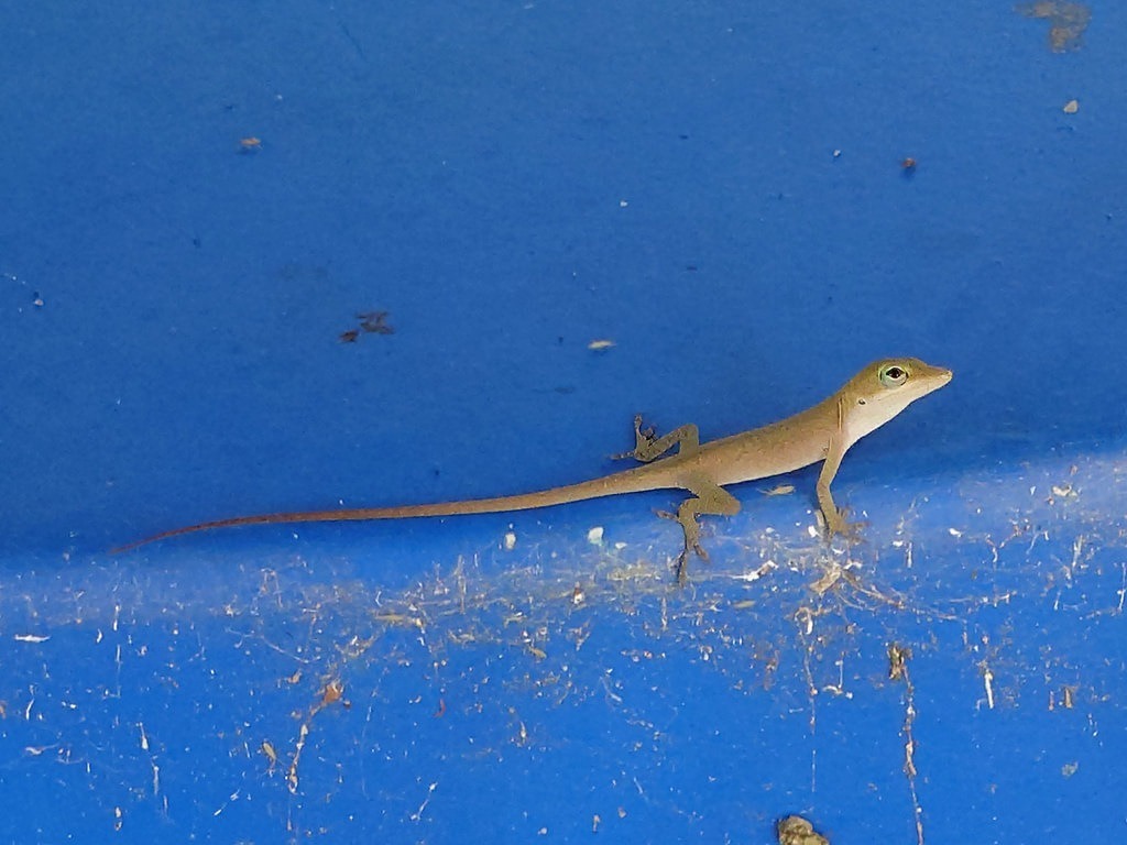 Eine schlanke braune Anolis-Eidechse mit feinen Mustern und langem Schwanz sitzt auf einer glatten, leuchtend blauen Kunststoffoberfläche im Freien