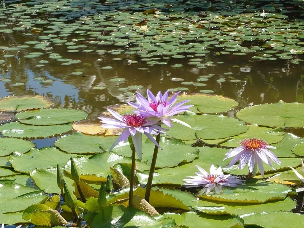 Zart lilafarbene Seerosen mit kräftig pinken Zentren ragen im Vordergrund aus dem ruhigen Wasser eines Teiches, umgeben von großen, hellgrünen Seerosenblättern, während der Hintergrund dicht mit kleineren Schwimmblättern bedeckt ist
