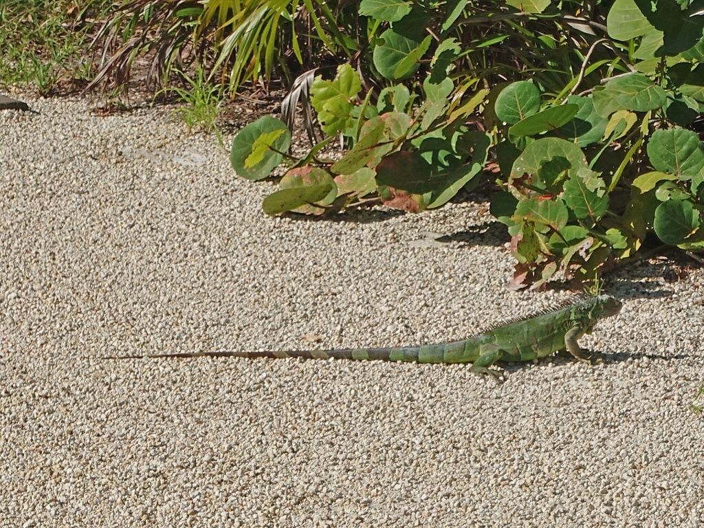 Ein grüner Leguan mit leuchtend grünschuppigem Körper und einem langen, dunkel geringelten Schwanz läuft auf einem hellen Kiesweg vorbei an saftig grünen Büschen und tropischer Vegetation