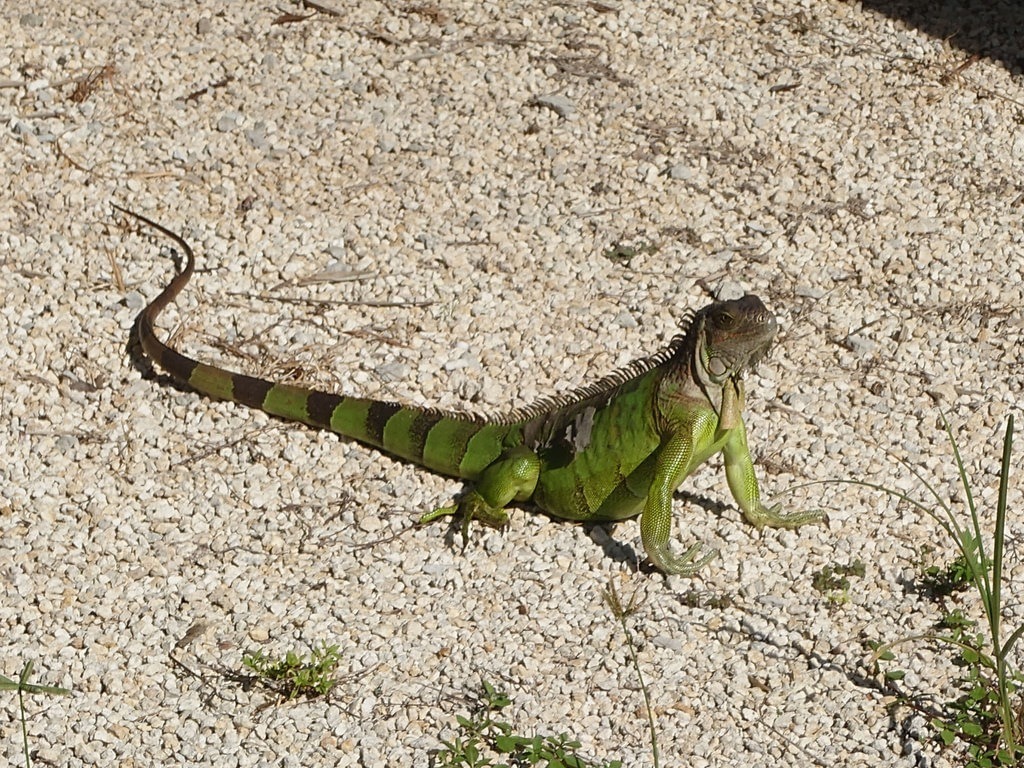 Ein grüner Leguan mit leuchtend grüner Schuppenhaut und auffälligen dunklen Querstreifen am langen Schwanz sitzt auf hellem, feinem Schotterboden in einer kargen Umgebung