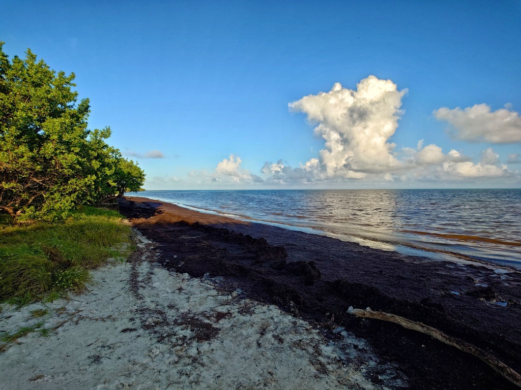 Dunkelbrauner Sargassum-Seegrasteppich bedeckt die sandige Küstenlinie an einem flachen Meer unter blauem Himmel mit markanten, weissen Quellwolken und sattem Grün am Ufer