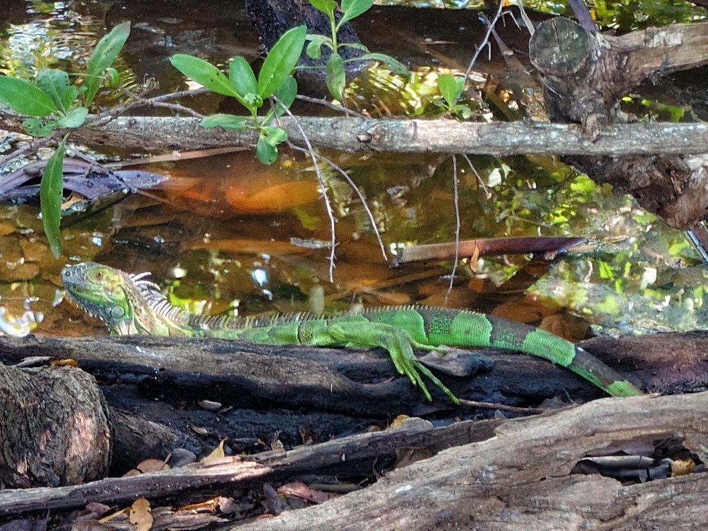 Grüner Leguan mit leuchtend grüner Schuppenhaut und dunklen Querstreifen auf dem Schwanz ruht auf einem Totholzstamm am Ufer eines flachen Gewässers, umgeben von herabhängenden Ästen und grünen Blättern