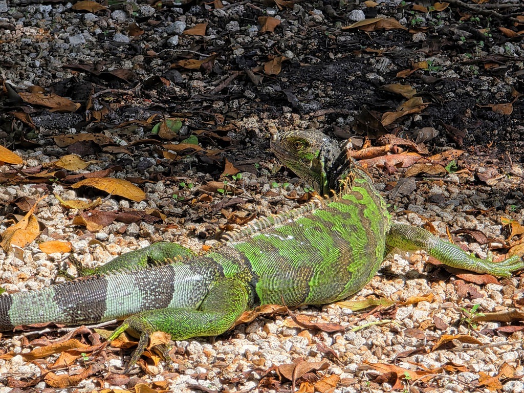 Ein Grüner Leguan mit leuchtend grün-schwarzer Musterung und markantem Rückenkamm sonnt sich auf hellem Kiesboden, der mit trockenem Laub und kleinen Ästen bedeckt ist