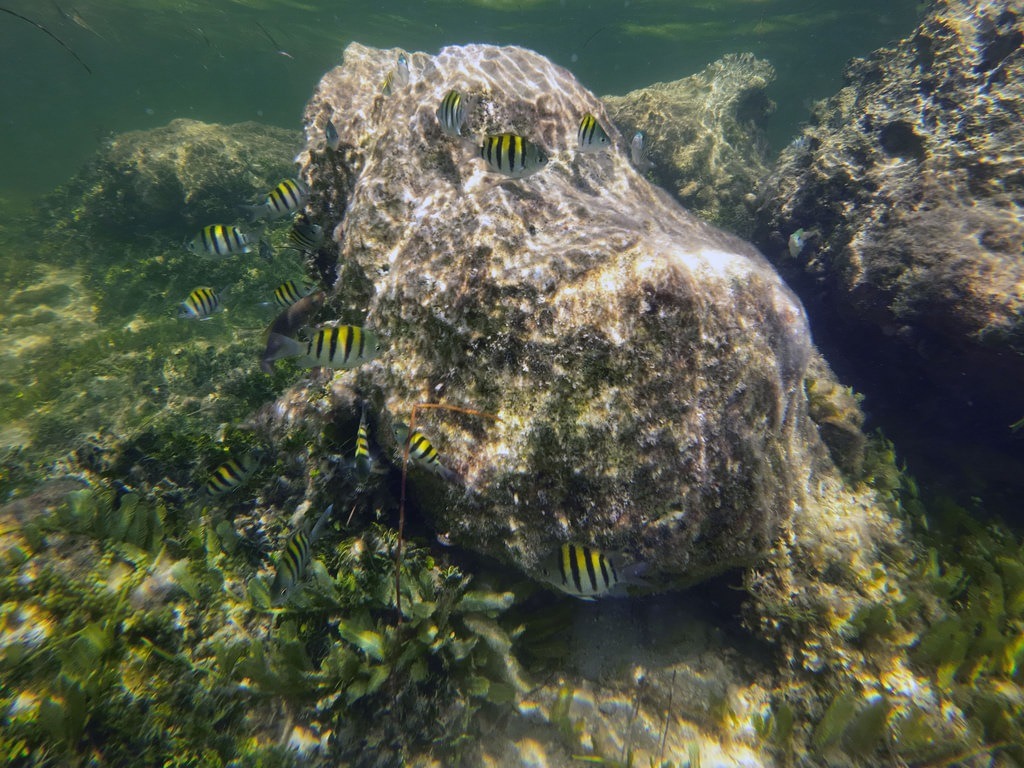 Sergeant-Major-Fische mit markanten schwarz-gelben Streifen schwimmen in flachem, klarem Küstenwasser um einen großen, moosbewachsenen Felsen und dichten Seegrasbewuchs am Meeresgrund