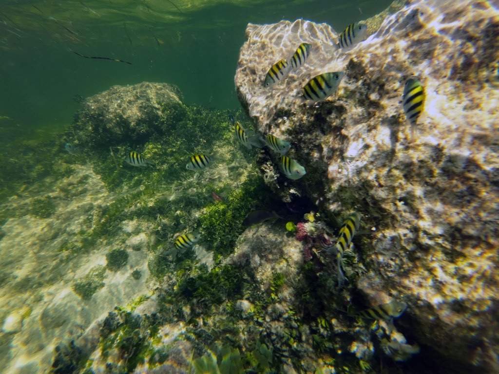 Mehrere Indische Riffbarsche mit charakteristischen gelb-schwarzen Querstreifen schwimmen im flachen, grünlichen Küstengewässer um eine große, bemooste Felsformation mit Algenbewuchs