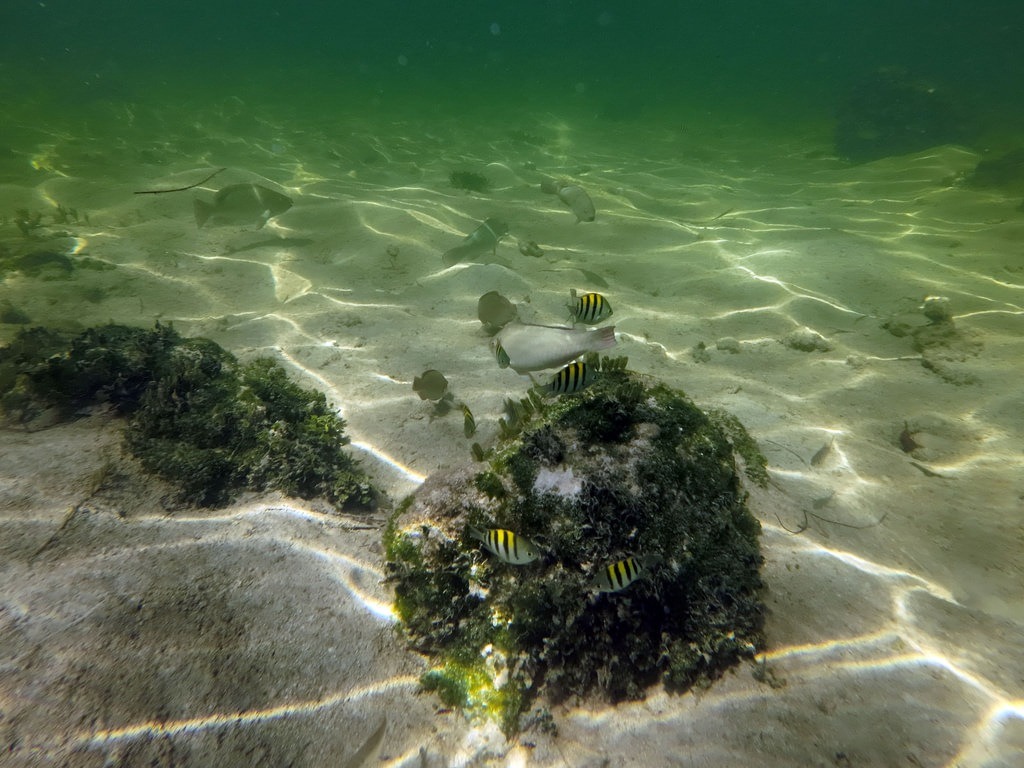 Flötenfische und schwarz-gelb gestreifte Sergantenfische schwimmen im flachen, sonnendurchfluteten Küstenwasser über einem hellen Sandboden mit algenbewachsenen Felsformationen