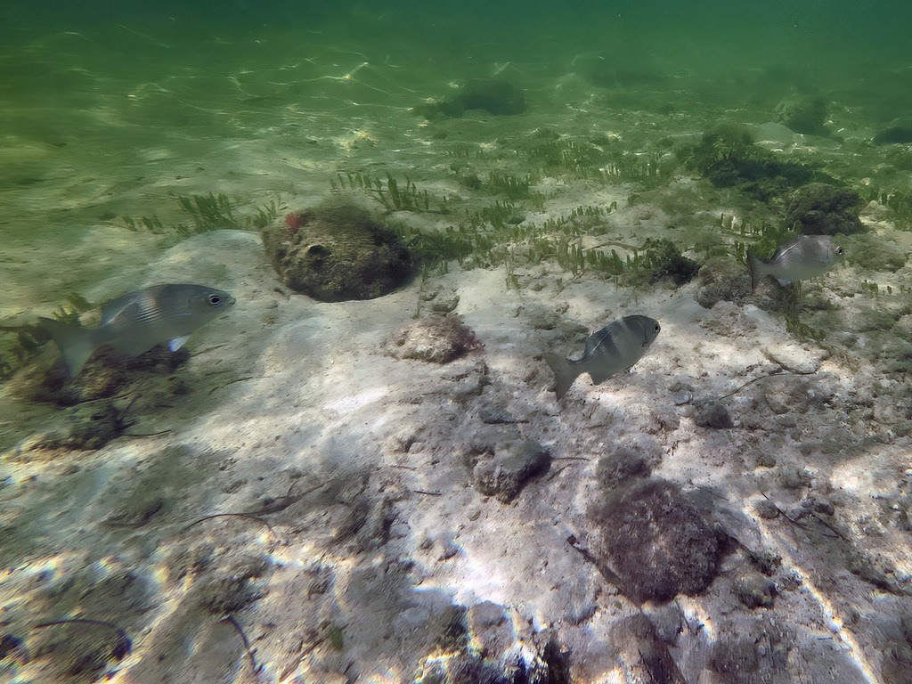 Mehrere silbrig-graue Streifenbrassen schwimmen in seichtem, klarem Küstenwasser über einem sandigen Meeresboden mit vereinzelten Steinen, Algen und einfallendem Sonnenlicht