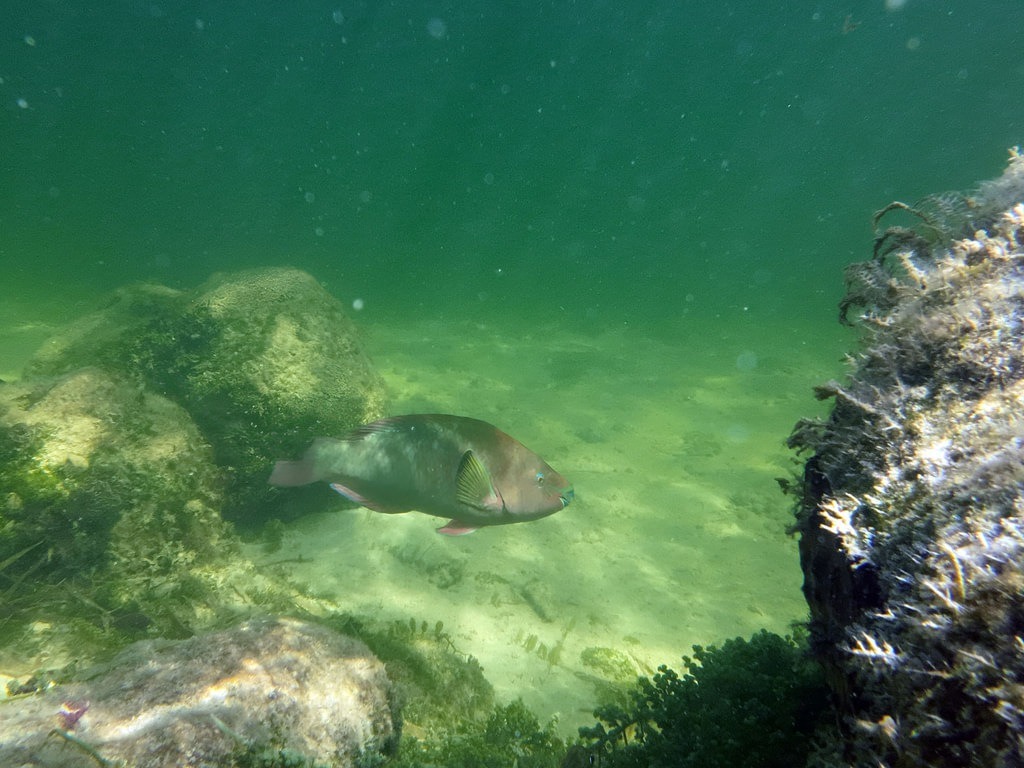 Ein grün-brauner Papageifisch schwimmt im trüben, grünstichigen Wasser über einen hellen Sandboden zwischen moosbewachsenen Felsblöcken und einer dicht bewachsenen Steinformation