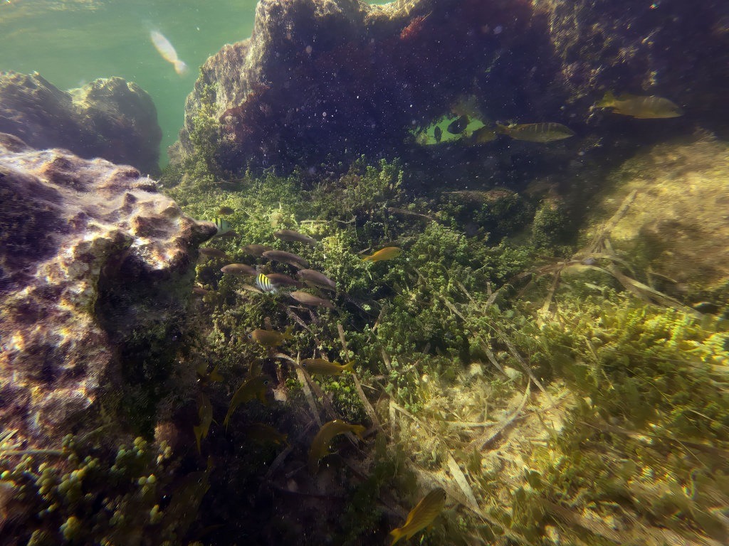 Ein kleinerer Fischschwarm aus silber-braunen Fischen schwimmt über dicht bewachsenes Meeresgras und felsige, dunkle Unterwasserstrukturen in trübem grün-blauen Flachwasser