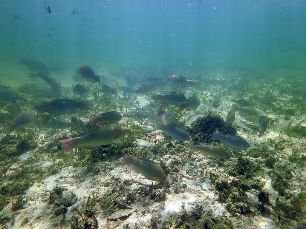Ein Schwarm Papageifische mit grün-braunen Schuppen und rötlichen Flossen schwimmt über einem sandigen Meeresboden mit vereinzelten Korallenstöcken und Seegras im trüben, sonnendurchfluteten Küstenwasser