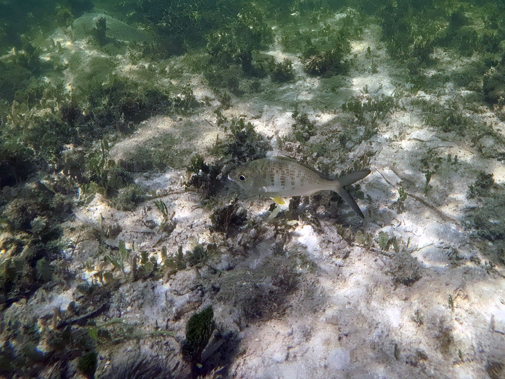 Ein grau-silberner Lippfisch mit zarten Streifen und gelben Flossen schwimmt knapp über dem sandigen, mit Algen und Seegras bewachsenen Meeresboden im flachen Küstenwasser