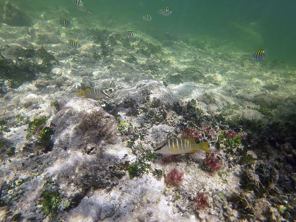 Zwei Gelbschwanz-Schnapper mit silbrig-gelb gestreiftem Körper und leuchtend gelben Flossen schwimmen über einem felsigen Meeresboden mit Grünalgen, während im trüben Hintergrund ein kleinerer Schwarm Sergeant-Major-Fische kreist