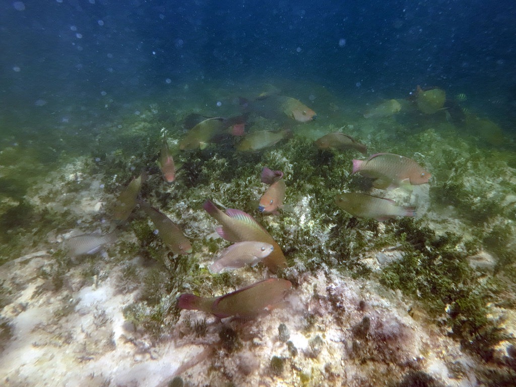 Ein Schwarm Papageifische mit olivgrünen und rosa-violetten Schuppen beim Weiden von Algen auf einem felsigen Meeresgrund in klarem, blauem Ozeanwasser