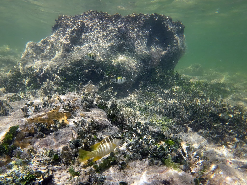 Ein Sergeant-Major-Fisch mit markanten schwarz-weißen Streifen schwimmt vor einem dunklen Felsen, während im flachen, klaren Wasser ein grünlich-gelber Lippfisch über den sandigen Meeresboden gleitet