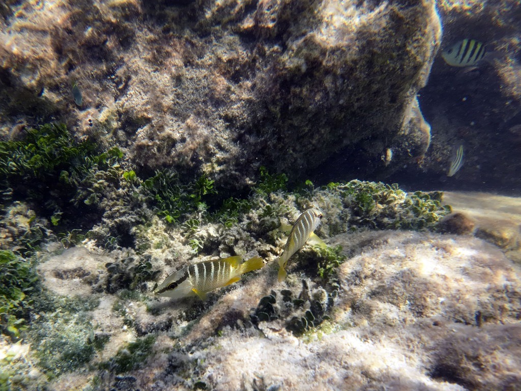 Zwei getigerte Schnapper mit silbrig-schwarzer Streifung und gelben Flossen schwimmen nahe dem Meeresboden über einen felsigen Untergrund mit grünen Algen im klaren Küstenwasser