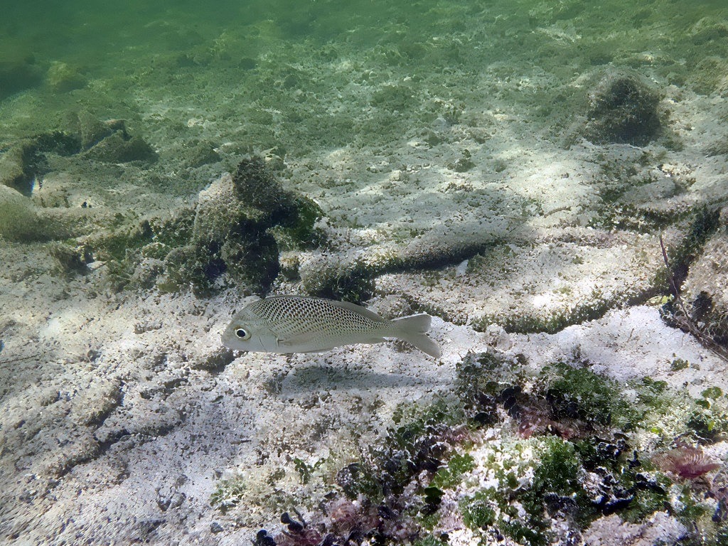 Ein silbrig-grauer Streifenbarsch mit feinem Schuppenmuster schwimmt knapp über dem hellen, sandigen Meeresboden, umgeben von spärlich bewachsenen Steinen und Algen im flachen Küstengewässer