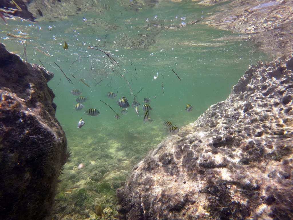 Ein Schwarm Streifen-Sergeantmajore mit schwarz-gelb gestreiften Körpern schwimmt im trüben, flachen Küstenwasser zwischen zwei großen, bemoosten Felsen und treibenden Seegrasresten an der Oberfläche