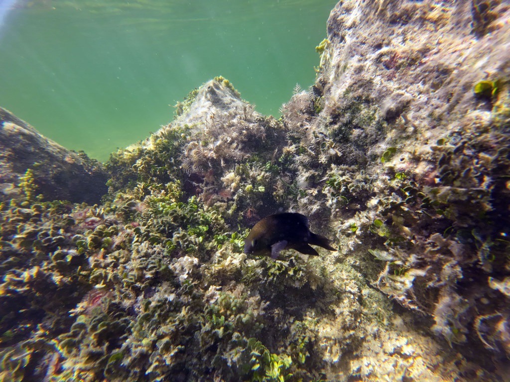 Ein dunkelblauer Mönchfisch schwimmt nah an felsigen, dicht mit Algen und Meerespflanzen bewachsenen Riffstrukturen in flachem, von Sonnenlicht durchflutetem Wasser