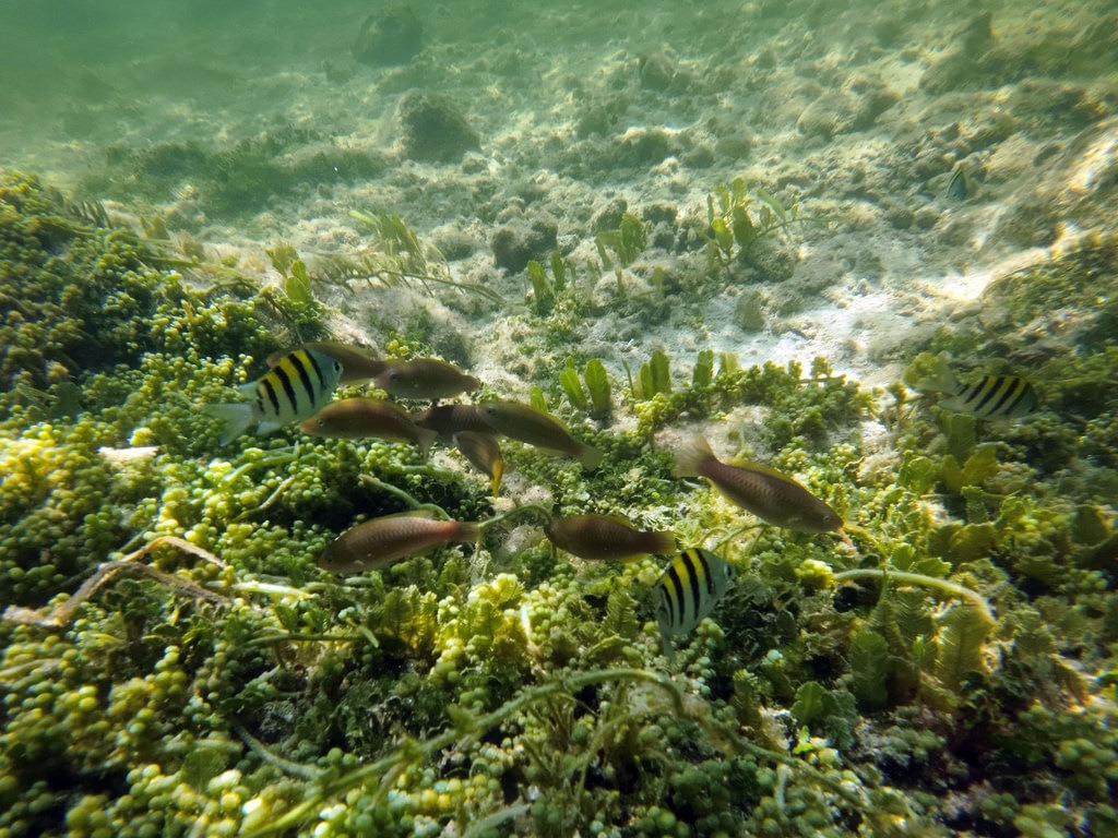 Mehrere Sergeant-Major-Fische mit schwarz-gelben Streifen und bräunliche Lippfische schwimmen über einen dicht mit Grünalgen und Seegras bewachsenen Meeresboden im flachen, sonnendurchfluteten Küstenwasser