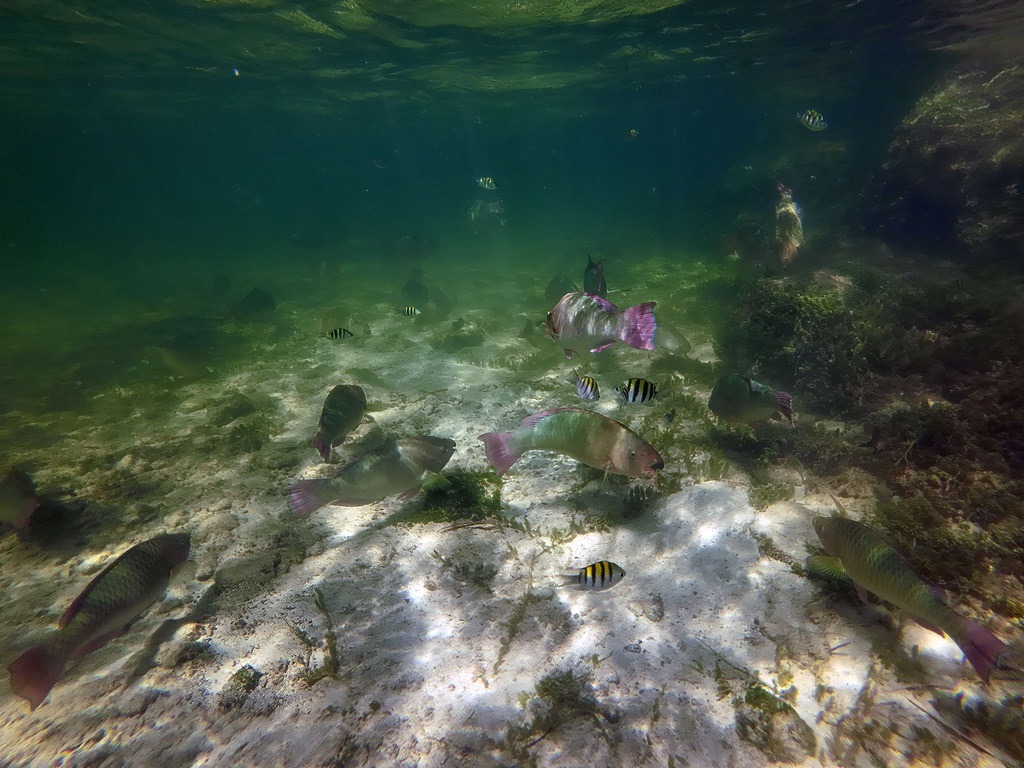 Papageifische mit grünlich-rosa Schuppen und markanten rosafarbenen Schwanzflossen schwimmen über dem hellen Sandboden eines flachen Küstengewässers, umgeben von dunklen Felsformationen und kleineren gestreiften Fischen