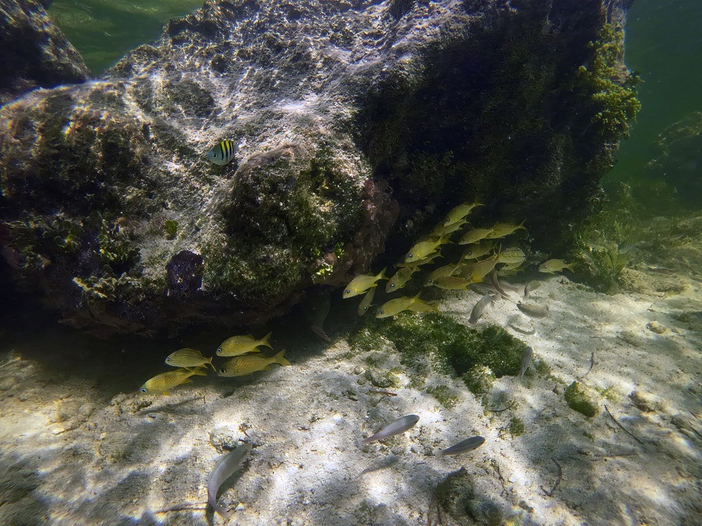 Ein kleiner Schwarm goldgelber Grunzer-Fische schwimmt unter einer großen, algenbewachsenen Felsformation im flachen, sonnendurchfluteten Küstenwasser über hellem Sandboden
