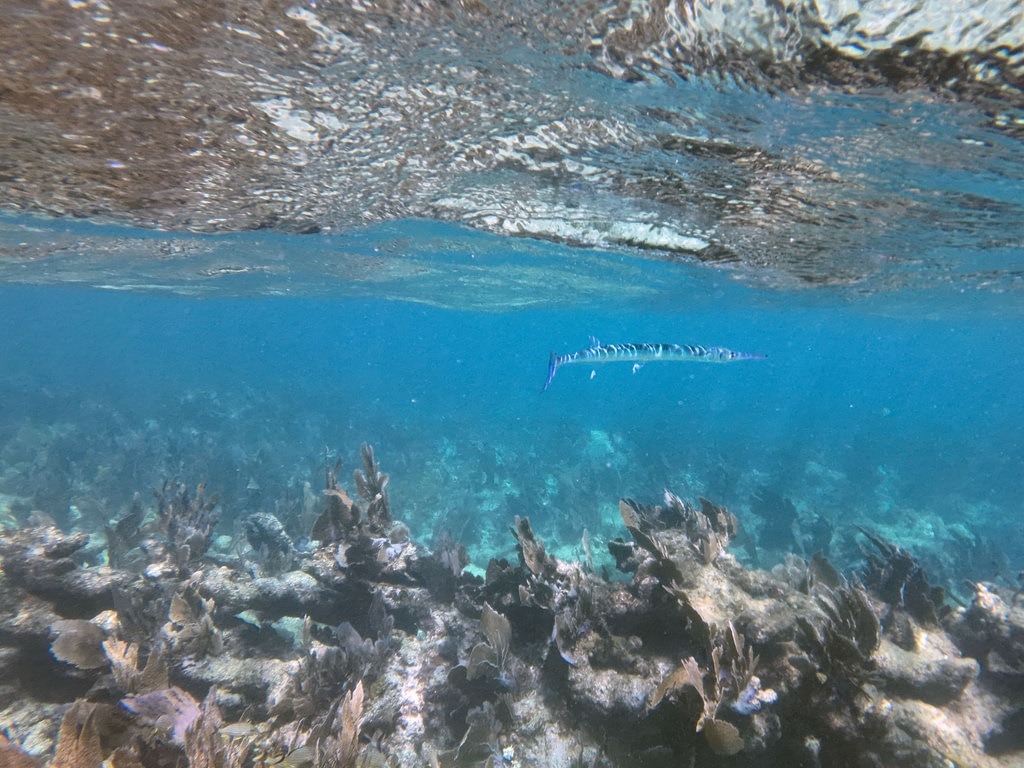 Ein langgestreckter Blaufleck-Flötenfisch mit silber-bläulicher Streifung schwimmt im klaren, hellblauen Ozeanwasser über einem kargen Korallenriff mit dunklen Steinkorallen, während an der Oberfläche die Wellen spiegeln
