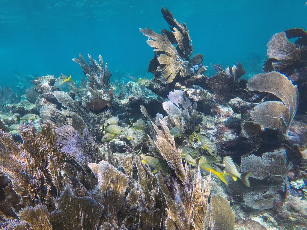 Ein bunter Schwarm von gelb-silbern gestreiften Gelbschwanz-Schnappern schwimmt zwischen dunkelbraunen, gefächerten Gorgonien in einem klaren blauen Ozeanwasser über einem artenreichen Korallenriff