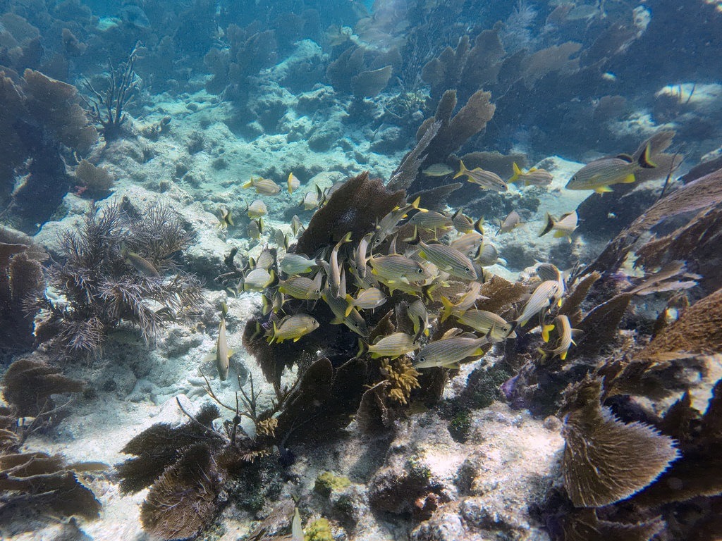 Ein Schwarm gelb-silberner Gelbschwanz-Schnapper schwimmt über einem dunklen Fächerkorallenriff in klarem, blauem Ozeanwasser