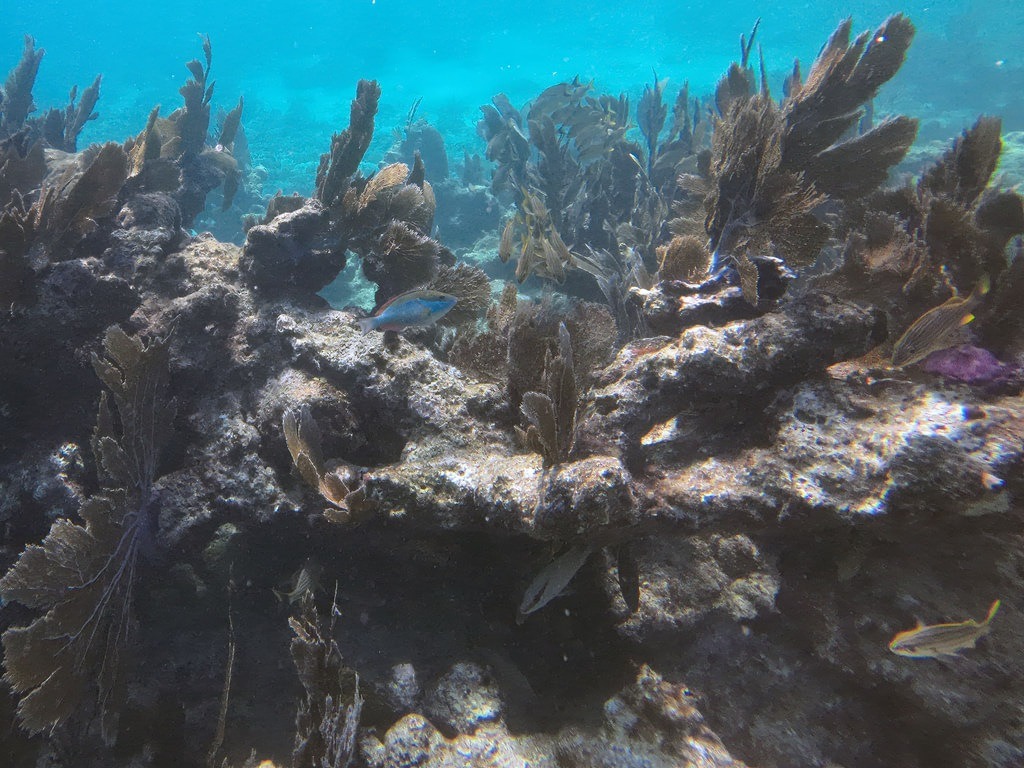 Ein bunt gefärbter Papageifisch mit blau-orangen Streifen schwimmt vor einer dunklen Felsformation, umgeben von dunklen Hornkorallen im klaren, hellblauen Ozeanwasser