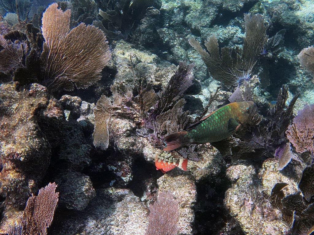 Ein Papageifisch mit grün-blau schimmernden Schuppen schwimmt vor einer Kulisse aus dunkelvioletten Fächerkorallen, während am felsigen Meeresboden kleinere bunte Riffbarsche zwischen Steinkorallen zu sehen sind