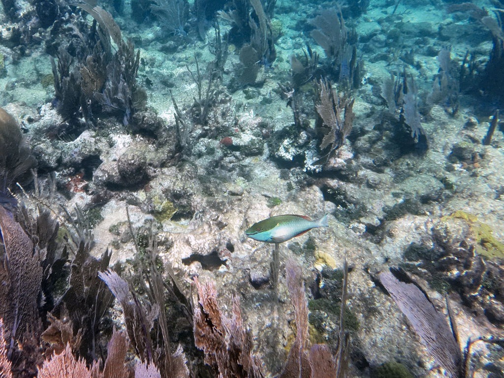 Ein grüner Papageifisch mit leuchtend blauen und roten Akzenten schwimmt über ein karges Korallenriff mit dunkelvioletten Hornkorallen und hellem Meeresboden