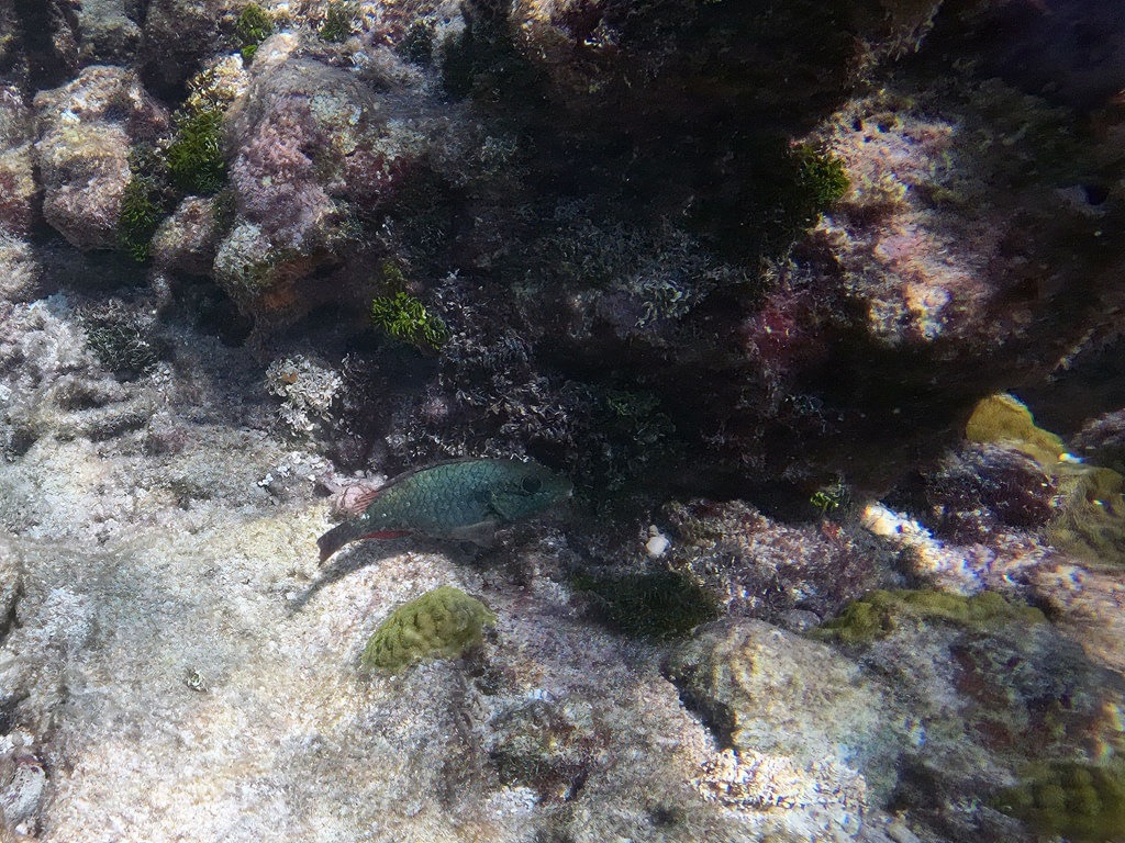 Ein Papageifisch mit dunklem, blau-grün schimmerndem Schuppenkleid schwimmt knapp über dem felsigen Meeresboden eines flachen Riffs, umgeben von unregelmässig geformten Steinen, grünlichen Algen und hellem Sand