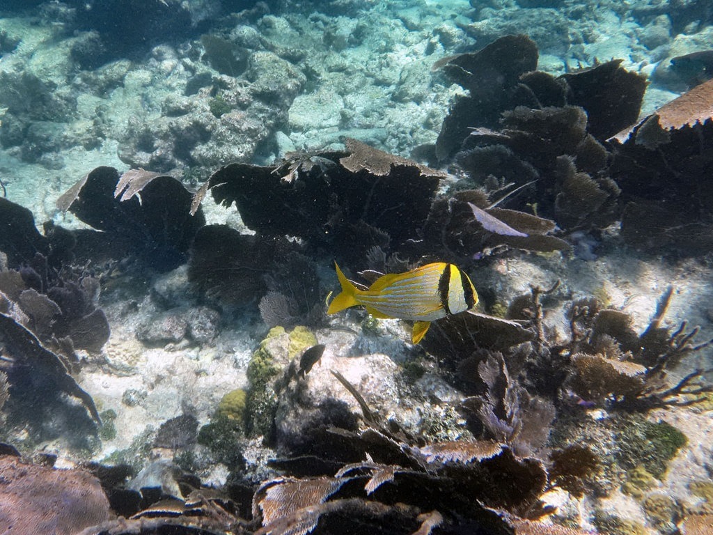 Ein Gelbschwanz-Schnapper mit gelb-silber gestreiftem Körper und markantem schwarzem Streifen am Kopf schwimmt über einem felsigen Meeresboden mit dunklen Korallenstrukturen