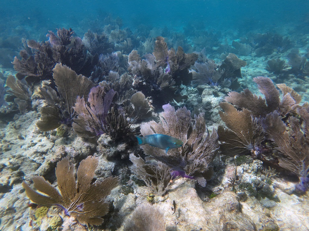 Ein blaugrüner Papageifisch schwimmt über ein von dunkelbraunen und violetten Fächerkorallen bewachsenes Riff im klaren blauen Ozeanwasser