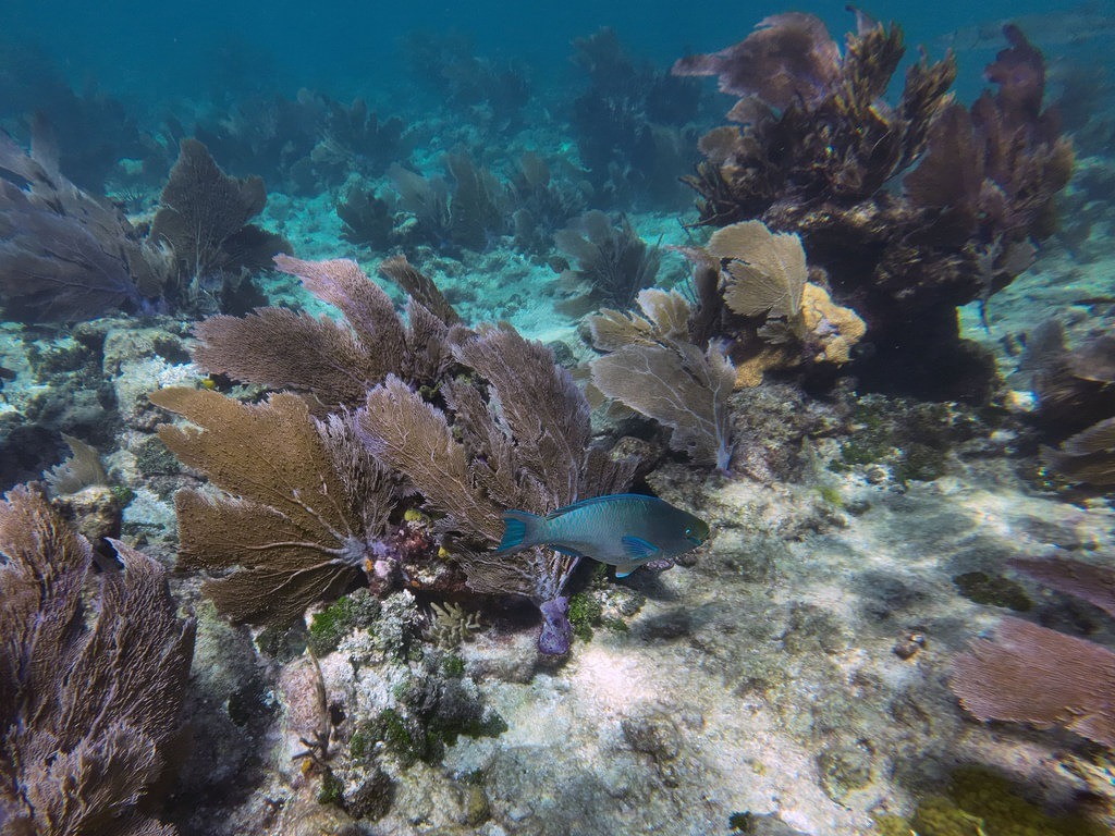Ein blauer Papageifisch mit leuchtenden Türkis- und Blautönen schwimmt vor dunkelbraunen Fächerkorallen und einem hellen Sandboden im klaren Ozeanwasser