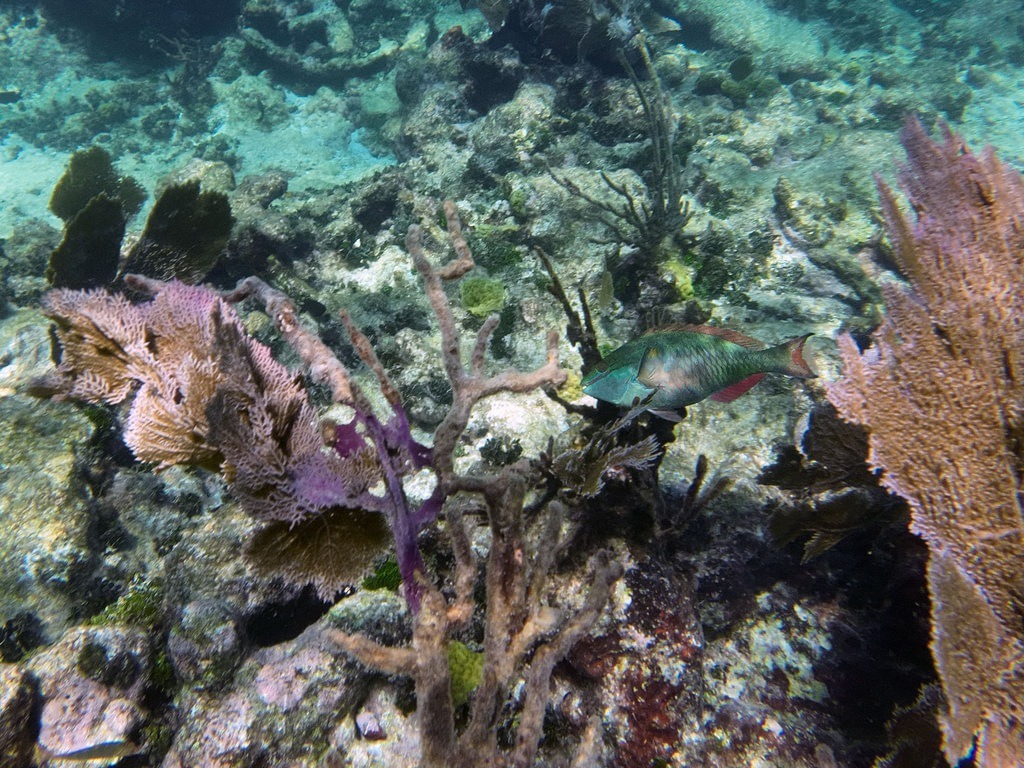 Ein farbenprächtiger Papageifisch mit blau-grün schimmernden Schuppen und rötlichen Flossen schwimmt durch ein lebendiges Korallenriff mit violetten Fächerkorallen und felsigem Meeresboden