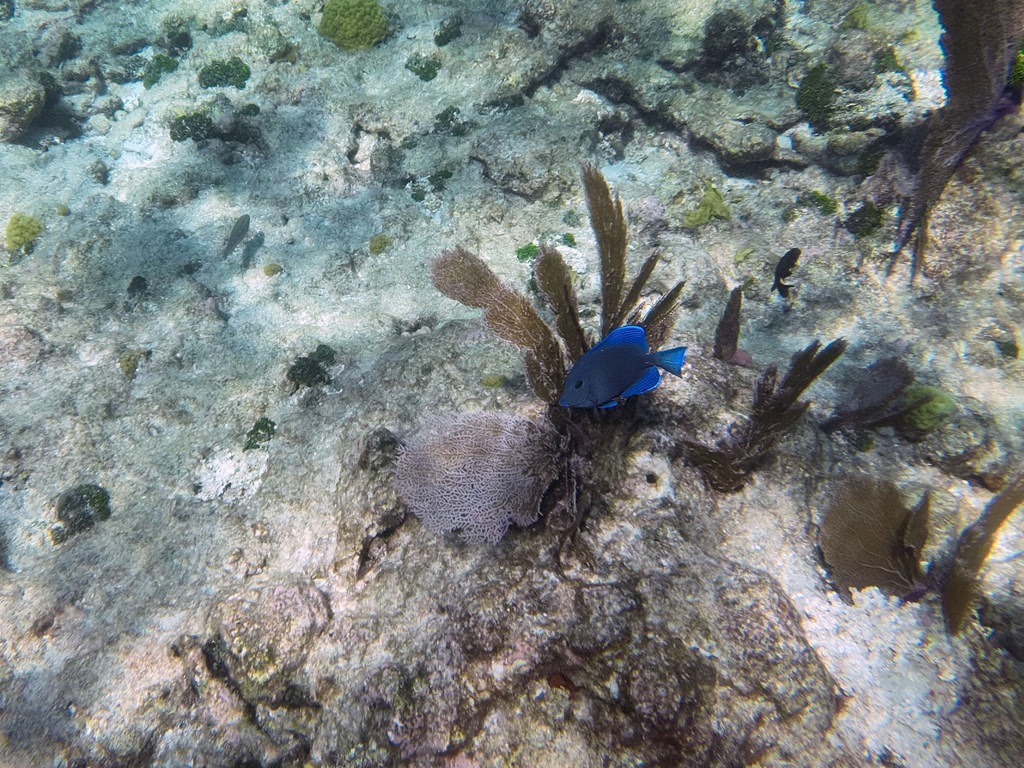 Ein leuchtend blauer Doktorfisch schwimmt vor einer feingliedrigen, hellvioletten Fächerkoralle und braunen Hornkorallen über einem felsigen, von Sonnenlicht erhellten Meeresboden