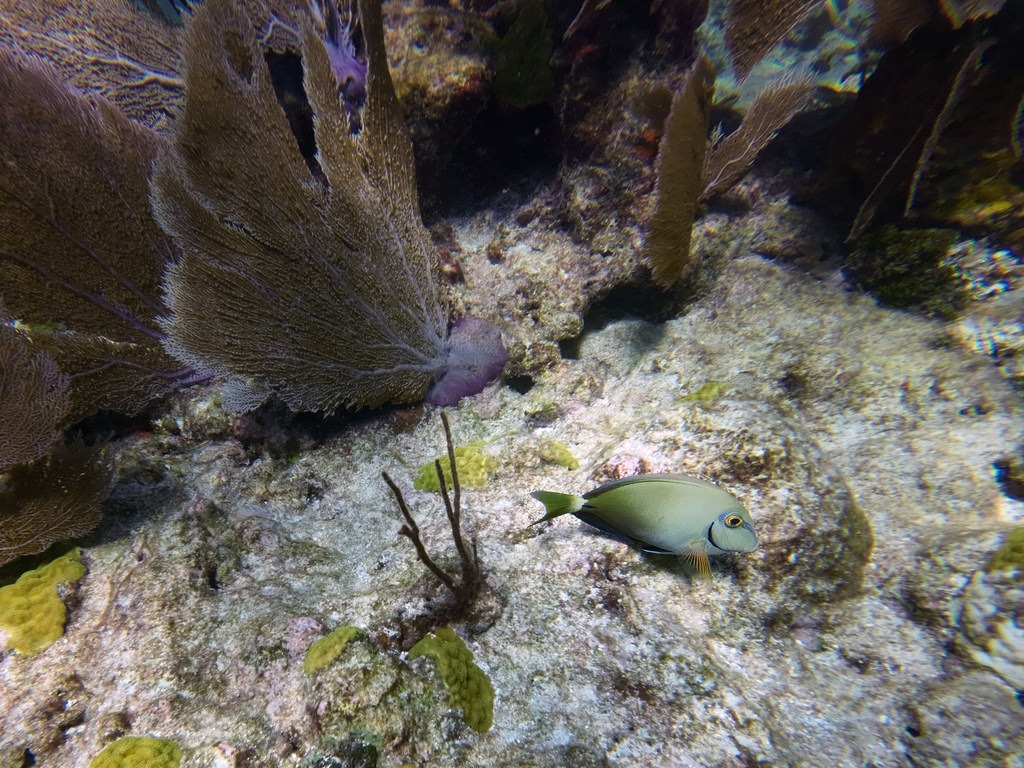 Ein Gelbkopf-Doktorfisch mit olivgrünem Körper, gelben Flossen und blauer Kontur am Kopf schwimmt über einen hellen Meeresboden mit gelben Korallen und grossen braunen Fächerkorallen im klaren Ozeanwasser