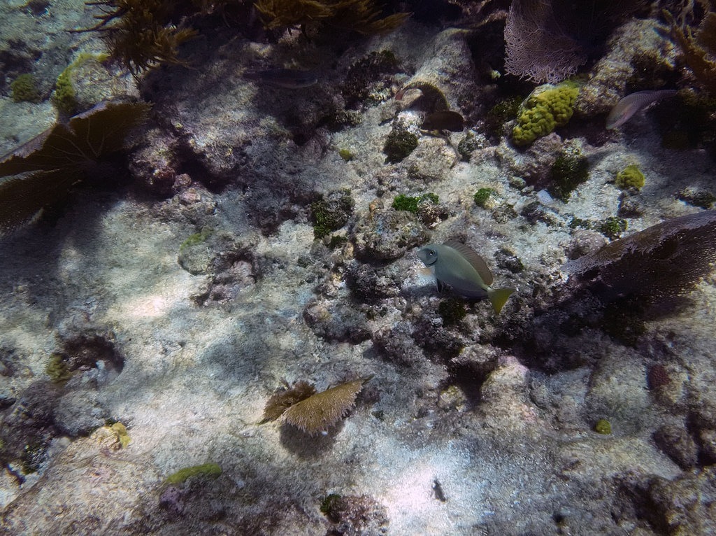 Ein graubauer Doktorfisch mit gelblicher Schwanzflosse schwimmt knapp über dem felsigen, mit vereinzelten Korallen und Algen bewachsenen Meeresboden
