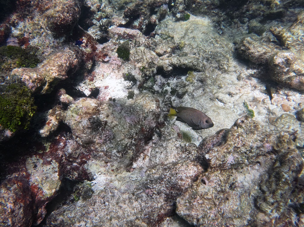 Ein Gelbschwanz-Riffbarsch mit dunkelgrauem Schuppenkleid und leuchtend gelber Schwanzflosse schwimmt vor einer kargen, unebenen Korallenriff-Formation im flachen, klaren Küstenwasser
