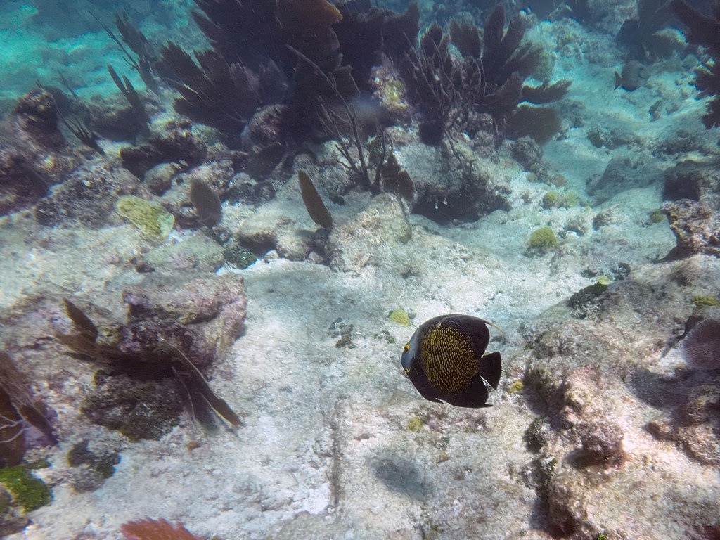 Ein grauschwarzer Französischer Kaiserfisch mit feinem gelbem Schuppenmuster schwimmt über dem hellen Sandboden eines flachen Korallenriffs, das im klaren, sonnendurchfluteten Ozeanwasser von dunklen Fächerkorallen und felsigen Formationen umgeben ist