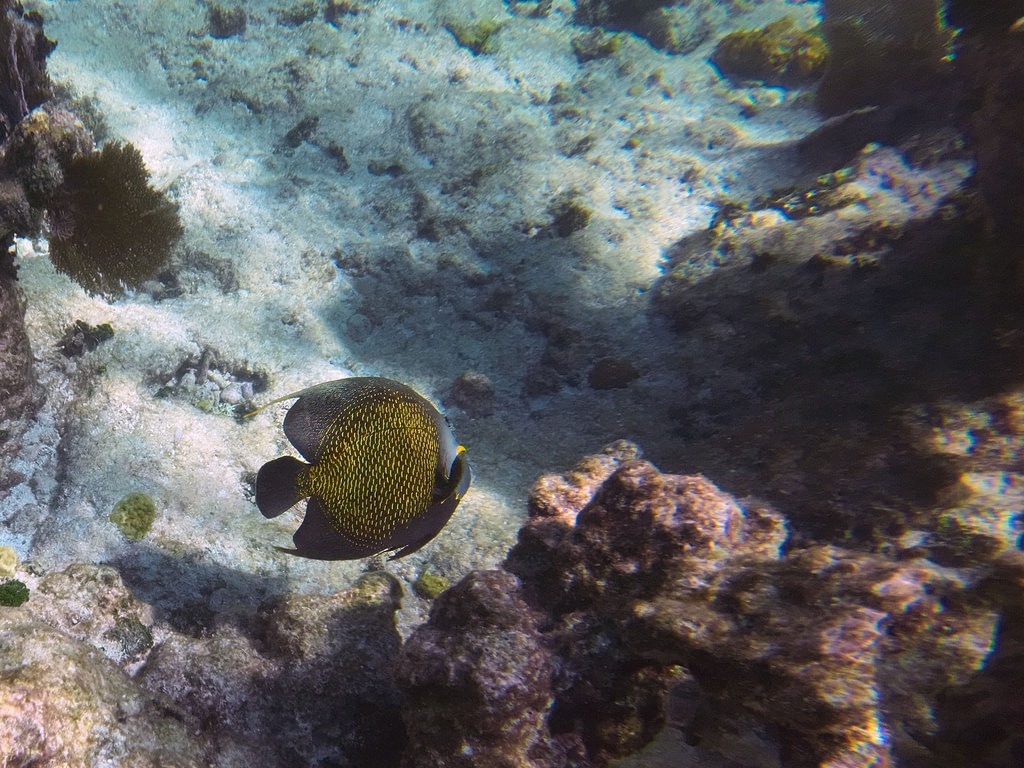 Ein Kaiserfisch mit dunkelbraun-schwarzer Grundfärbung und feinem gelben Tupfenmuster schwimmt über einem hellen sandigen Meeresboden nahe bewachsener Korallenblöcke