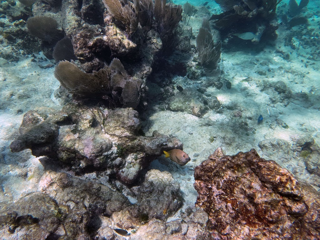 Ein Gelbschwanz-Schnapper mit olivgrün-bräunlicher Oberseite und markant gelbem Schwanz schwimmt über den hellen Sandgrund vor einem felsigen Korallenriff mit dunklen Gorgonien im klaren Meerwasser