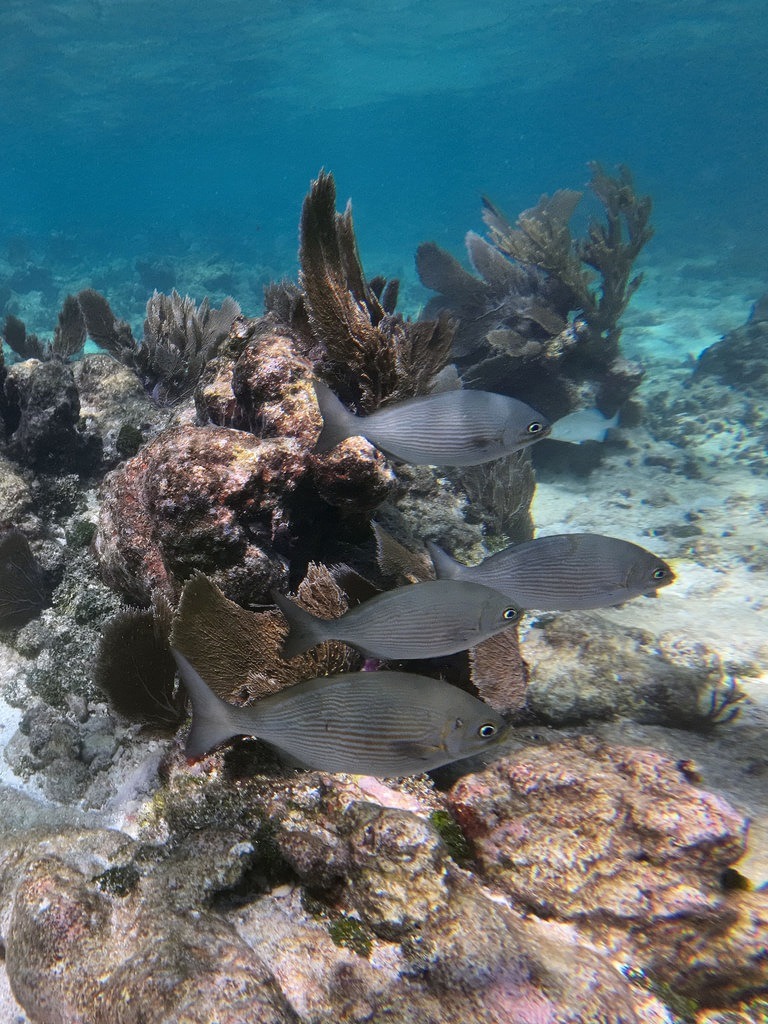 Vier silbergraue Segelflossen-Doktorfische mit feinen Längslinien schwimmen vor einer felsigen Riffstruktur mit dunklen Fächerkorallen in klarem, blauem Ozeanwasser
